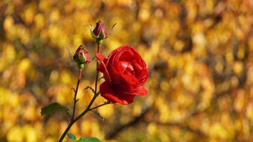 A close-up shot of red roses growing in a park