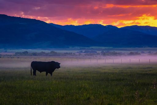 A beautiful shot of a cow grazing on a rural field near mountains at sunset