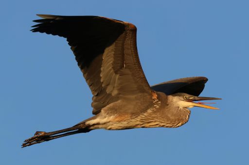 A great blue heron in flight in a clear blue sky