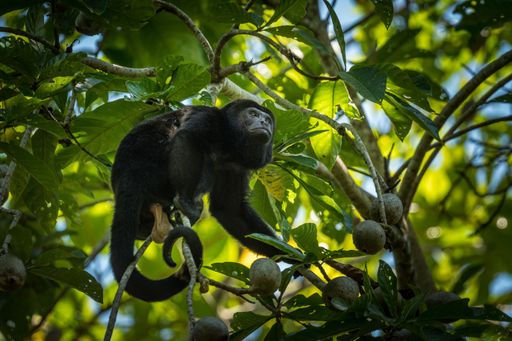 A black Howler monkey perching on tree