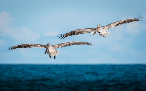 A back view of white pelicans flying over sea