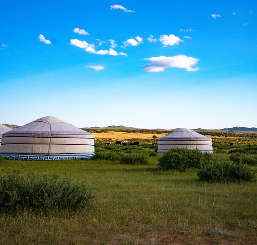 A herd of cows in the middle of a grassy field covered with shrubs, surrounded by Mongolian traditional yurts, on a sunny day