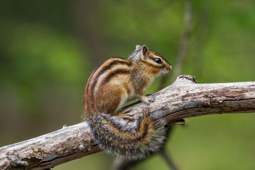 A closeup of a Siberian chipmunk (Eutamias sibiricus) on a branch against blurred background
