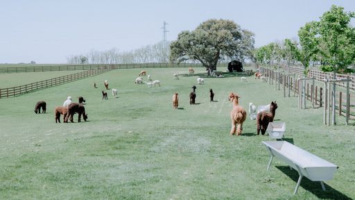 A beautiful shot of white and brown fluffy alpacas in their habitat