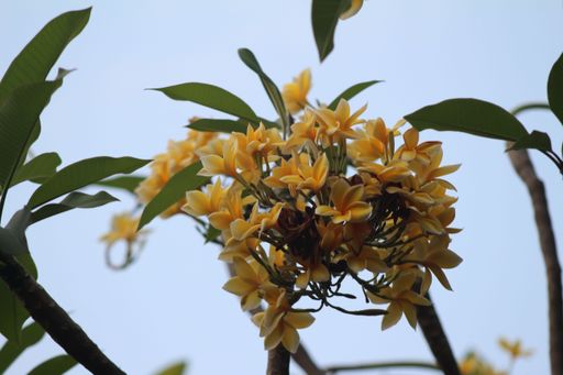 A closeup of yellow plumeria over a background of the sky