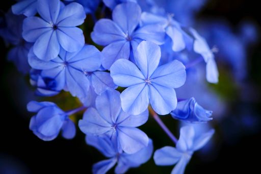 A closeup shot of blue flowers on a blurred background