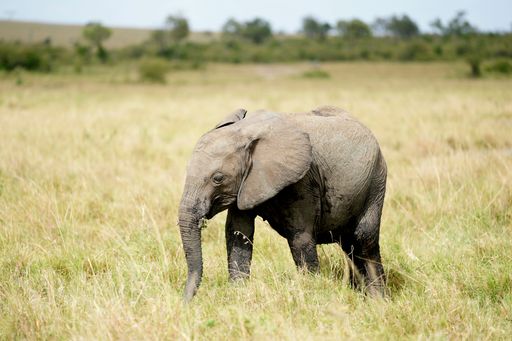 A small elephant walking through the dried grass