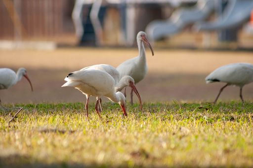 A selective focus of Ibis birds eating in a field