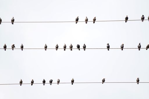 A low angle shot of birds sitting on the electric wires