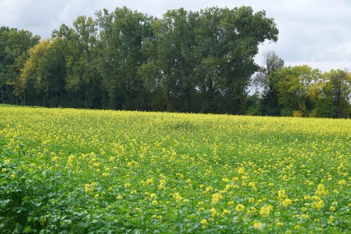 A closeup shot of a field of blooming yellow flowers