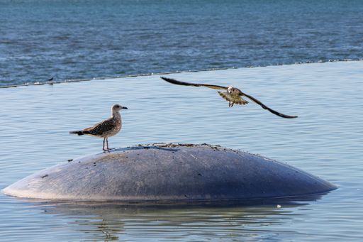 A seagull flying next to a standing seagull over the lake with wings wide spread