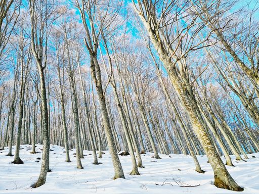 A low angle shot of trees in the forest covered with snow on a sunny day