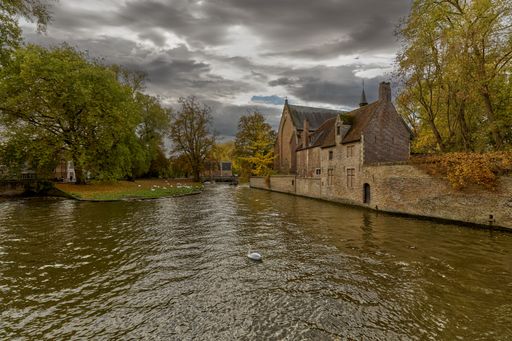 The Bruges canal on an autumn day with swans in the meadow covered with fallen leaves, Belgium