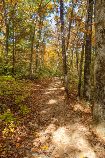 A vertical shot of the beautiful fall scene with a path covered with dried leaves surrounded by high yellow trees in the daytime