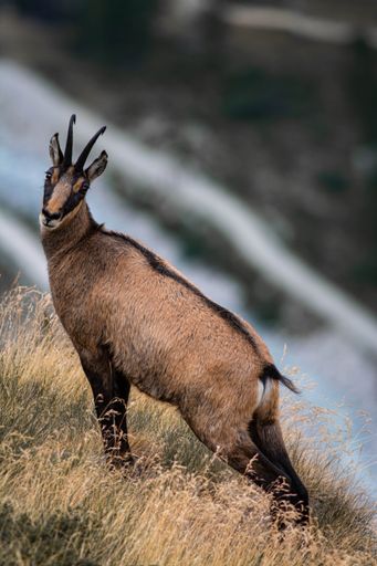 A closeup shot of a brown Tatra chamois with a black stripe on the back, standing up the hill in the grass, in the moutain