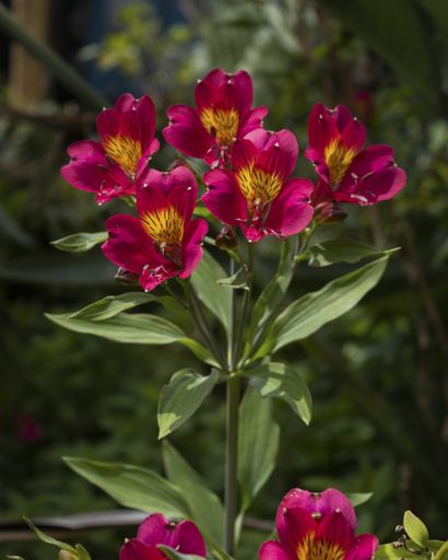 A vertical closeup shot of beautiful pink Lily of the Incas