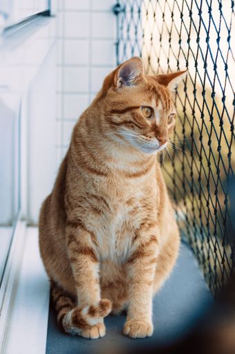 A cute tabby cat sitting on a balcony looking through a metal fence, vertical shot