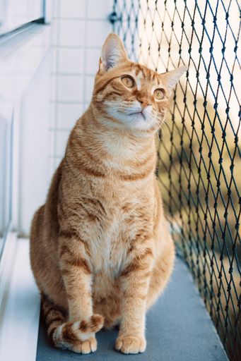 An orange tabby cat sitting on a balcony next to a metal fence, vertical shot