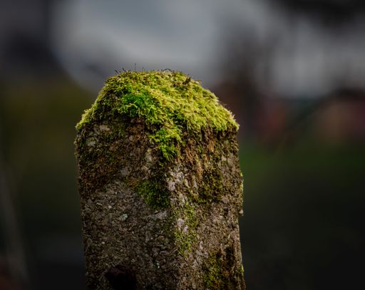 A shallow focus shot of a fence post covered in moss