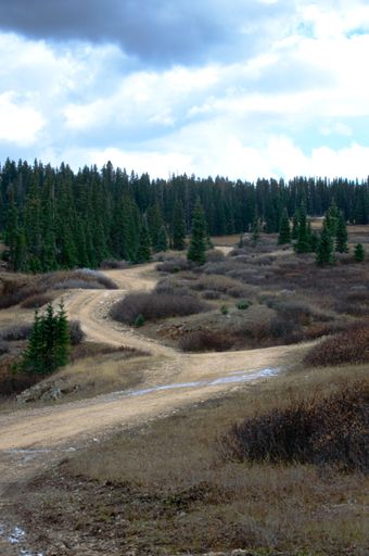 A winding road near a dense pine forest