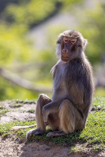 A vertical shot of a baboon on a mossy stone