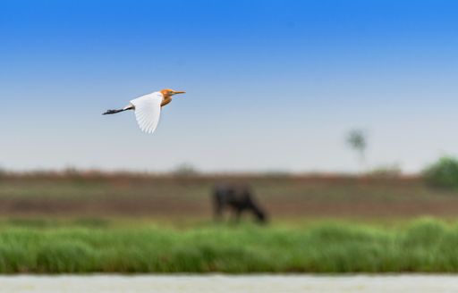 A closeup shot of a beautiful Cattle egret bird flying on blurred background