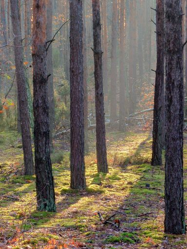 A vertical shot of bright sun rays shining through spruce forest during the autumn