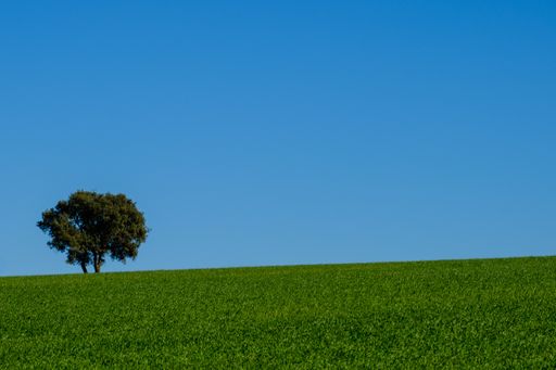 A single tree in a large green field under the clear blue sky during daylight