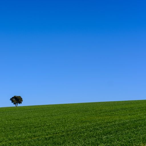 A single tree in a large green field under the clear blue sky during daylight