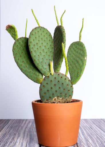 A vertical closeup of Opuntia rufida, prickly pear cactus.