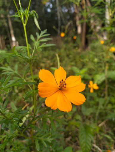 A closeup shot of the delicate orange Sulfur cosmos (Cosmos sulphureus) on the blurred background