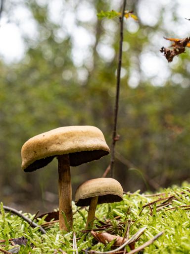 Vertical closeup shot of a Xerocomus mushroom surrounded by green grass growing in forest on blurry background