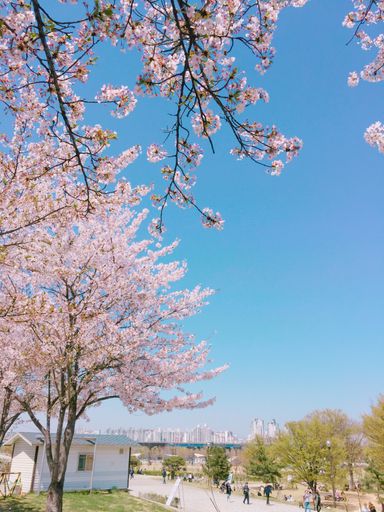 A scenic shot of cherry blossom trees in Seoul, South Korea during the spring season
