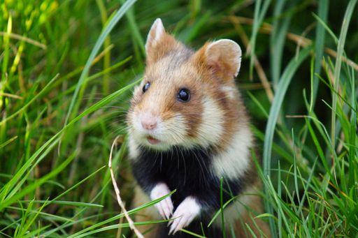A closeup of a European Hamster on a grassy ground