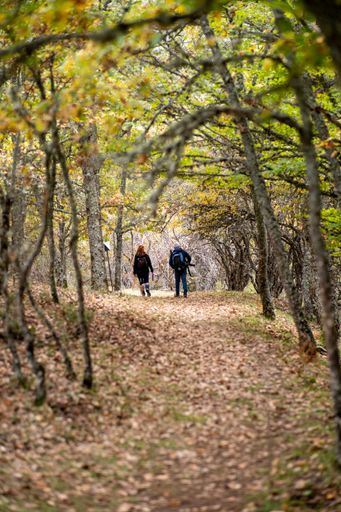 A vertical shot of a couple walking in the park full of autumn trees with yellow leaves
