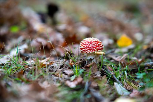 A macro shot of a red fly agaric mushroom on a field on a blurred background
