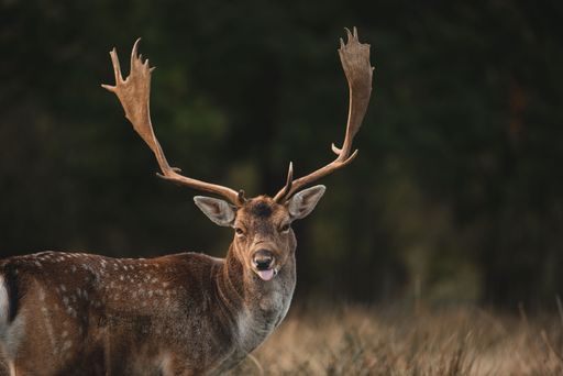 A selective focus of the red deer (Cervus elaphus) with great horns standing in the field in the daytime