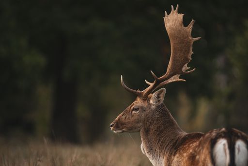 A selective focus of the side view of the red deer (Cervus elaphus) with great horns standing in the field in the daytime