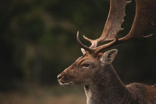 A selective focus of the side view of the red deer (Cervus elaphus) with great horns standing in the field in the daytime