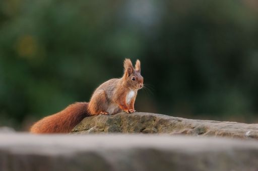 A closeup of a cute red squirrel on a rock. Sciurus vulgaris.