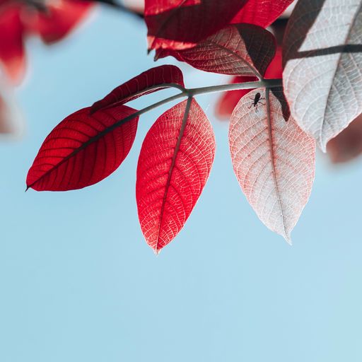 A selective focus shot of red autumn foliage on a tree against a blue sky