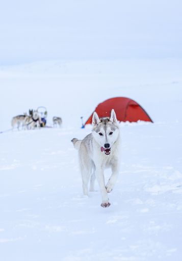 A Siberia husky walking on a snow-covered field against a tent and a pack of dogs
