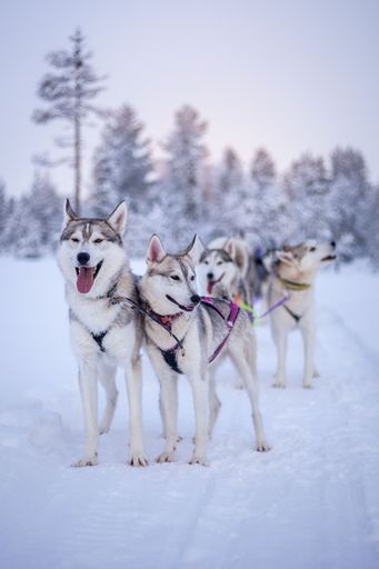 A pack of Siberian huskies on a sled harness on a snow-covered field