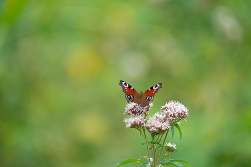 A shallow focus shot of a peacock butterfly perching on a holy rope flowering plant in the garden with blur green background