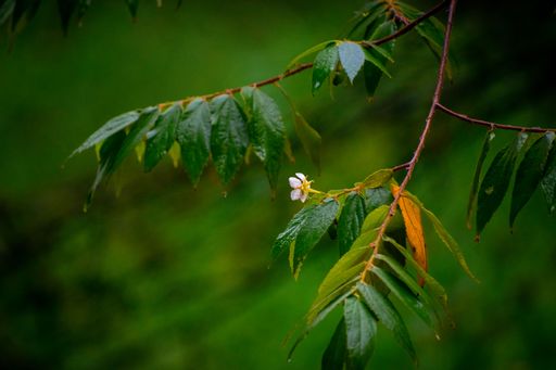 A small flower blooming on a tree against the blurred green background