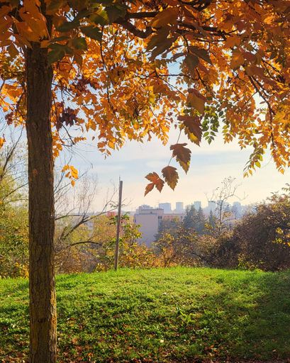 A vertical shot of a beautiful tree in a park on a sunny autumn day, Brno, Czech Republic
