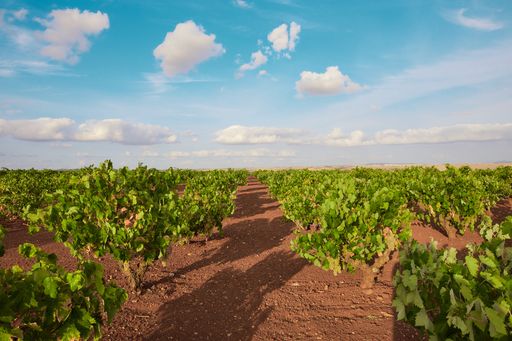 A landscape of a vineyard under the sunlight and a blue cloudy sky in the countryside