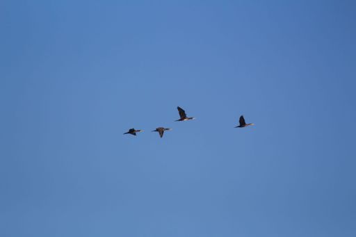 The great cormorants (Phalacrocorax carbo) flying against a blue sky