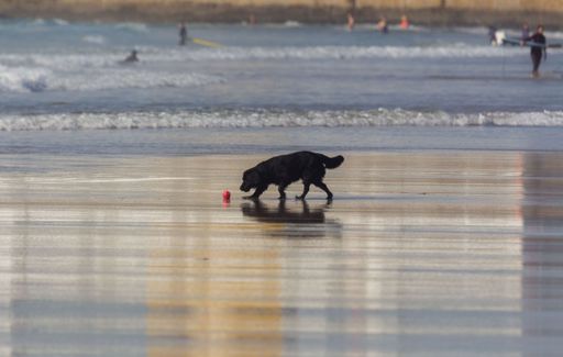 A cute fluffy flat-coated black retriever finding a new toy on the beach, Praia do Matosinhos, Portugal