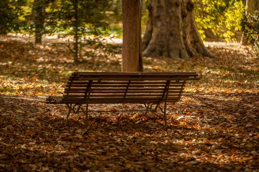 A closeup of a long bench in the forest with trees around.